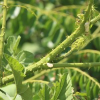 Guilandina bonduc L.